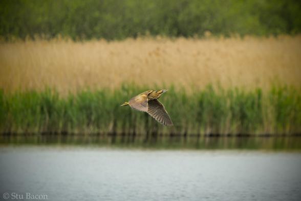 A photograph of a Bittern in flight, water and some tall reeds are in the background.