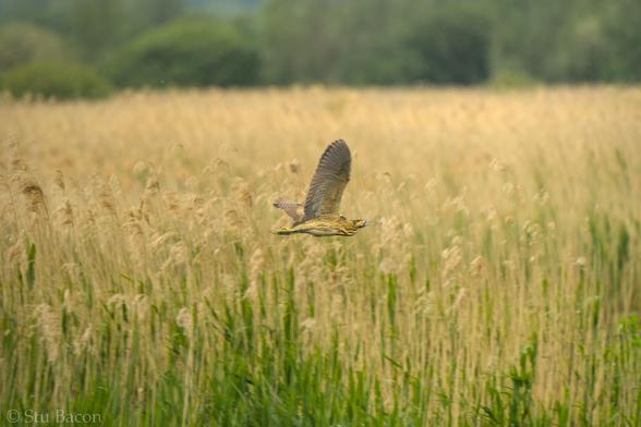 A photograph of a Bittern in flight. Green and brown reeds with a tree line are in the background