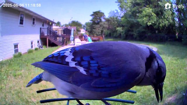 A bluejay perched in a bird feeder equipped with a camera.