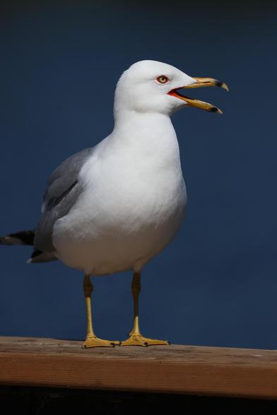 Close-up of a ring-billed gull, standing on the ledge of fence at the edge of a boardwalk along a lake in Edmonton, AB. His beak is partly open; I think he’s trying to appear threatening, but it’s not really working.