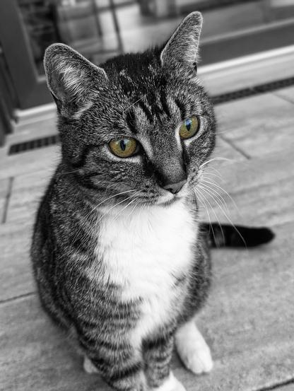 A captivating close-up of a tabby cat sitting on a paved outdoor surface, rendered in monochrome with the exception of its striking bright green eyes. The cat has a white chest and paws, with dark tabby markings on its head and body. Its whiskers are prominent, and it gazes thoughtfully towards the right side of the frame. The background is softly blurred, showing hints of a building or structure.