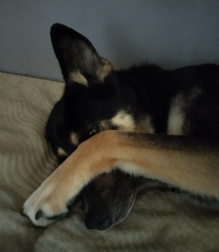 Koira makaa pitäen toista etutassuaan naamansa päällä.