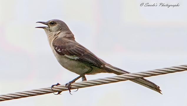 "This image captures a northern mockingbird perched gracefully on a wire, mid-song. Its light gray and brown plumage is soft yet defined, contrasting with the darker tones of its wings and tail feathers. The bird’s beak is open wide, as if pouring its melody into the air. Its body is balanced, poised in a way that suggests both energy and ease. The blurred background isolates the bird, making it the undeniable focus, amplifying the sense of movement in its vocal performance. The image is signed "© Swede’s Photographs" in the top right corner, marking it as a personal work." Copilot