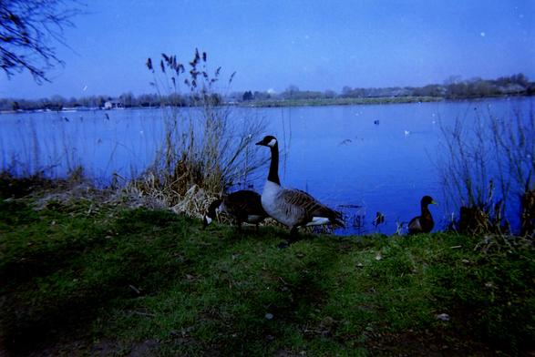 A Canadian Goose standing beside the main lake at Priory Country Park, Bedford.
Une oie canadienne debout à côté du lac principal du Priory Country Park, à Bedford.