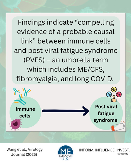 Findings indicate "compelling evidence of a probable causal link" between immune cells and post viral fatigue syndrome (PVFS) - an umbrella term which includes ME/CFS, fibromyalgia, and long COVID.   Immune cells   ®.• Post viral fatigue syndrome „_  Wang et al., Virology Journal (2025)  41114 INFORM. INFLUENCE. INVEST. SCO36942 RESEARCH UK
