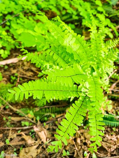 Bright green fern with long, narrow fronds growing on a forest floor. Brown leaves and branches scattered underneath. The background contains more foliage, contributing to a lush, natural setting.