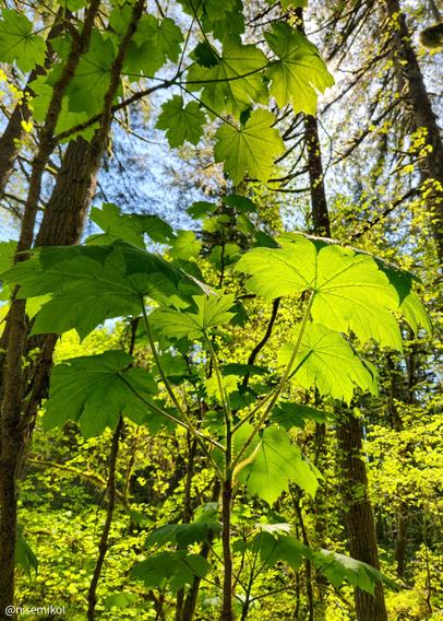 Large green leaves with a broad, palmate shape are prominently featured, set against a backdrop of tall trees and a clear blue sky. Sunlight filters through the foliage, creating a pattern of light and shadow on the leaves. The forest scene is lush with greenery.