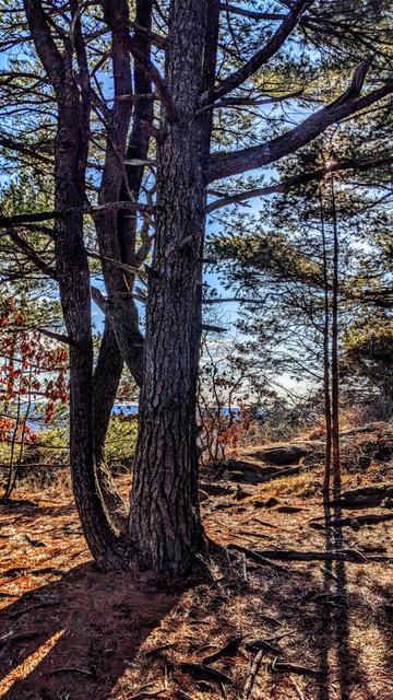We are standing atop a mountain just about to come out of the woods onto some rock ledges. We can just see the top of those ledges ahead and the sunlit area they create, there are no views yet. The deep blue sky ahead has just a few small streaky clouds. We are standing behind a cluster of four pine trees that grew together as one tree. Just beyond this to our right are two rather tall, currently leafless hardwoods growing just a few inches apart. Eventually they too will become one tree if both survive. Although mostly blocked from view between the tops of the twin trees and above a branch of the pine cluster, the sun is shining directly towards us. The ground below us is covered with dead pines needles, small fallen twigs and partially exposed tree roots from the pines.