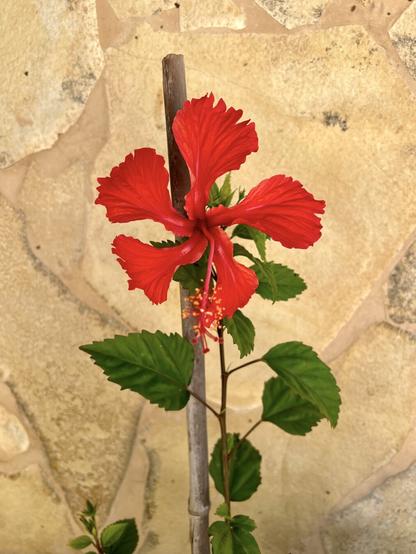 May I present you the newest addition to the terrace parterre in the household? A red hibiscus. It's not even a couple months old and already showing an attitude to rival the white hibiscus I have shown in previous snap shots. Gosh, what a beauty in full bloom! 🌺😍👍🏻 

This is going to be a fun "competition", I guess, but then again who am I to complain if they decide to show off their full glory and awesomeness, right? I might as well encourage both of them to be their best. I'll get to enjoy it 🙌🏻🥰🙌🏻 heh