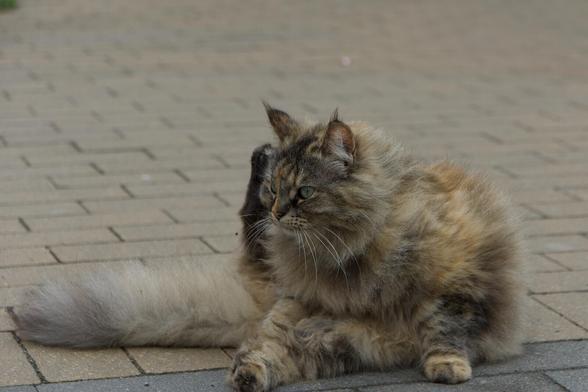 The image captures a domestic cat with a thick coat of fur, exhibiting shades that transition from dark brown on the top to lighter beige tones towards its underbelly and legs. It's sitting comfortably outdoors on what appears to be a paved surface, possibly a sidewalk or patio. The feline is facing slightly away from the camera, giving it an appearance that something caught its attention. Its gaze seems directed at something out of frame, adding a touch of mystery to its demeanor.

The environment suggests a cool day; there are no shadows indicating strong sunlight and the cat's fur appears fluffy, which might be a response to cooler temperatures. The background is blurred but hints at an urban setting with pavement tiles being the most prominent feature.