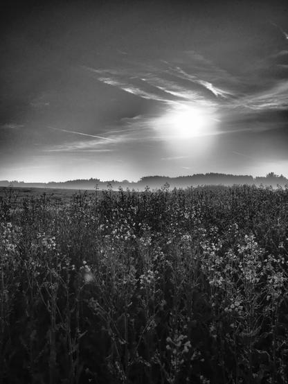 Eine Landschaftsaufnahme, die einen Sonnenaufgang über einem Wald und einer Wiese mit Bodennebel im Hintergrund zeigt.