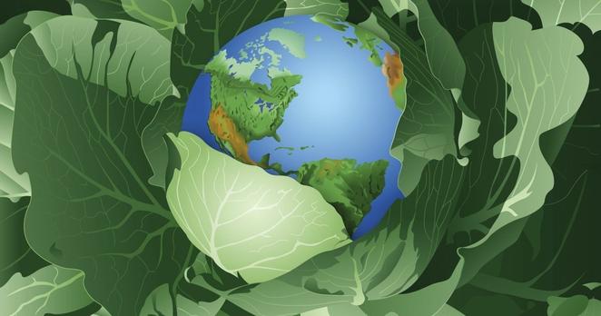 North and South America on globe inside of green cabbage