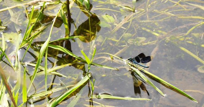 eine Libelle mit blauschillerndem Körper sitzt auf einem Grashalm, der in Bach schwimmt.