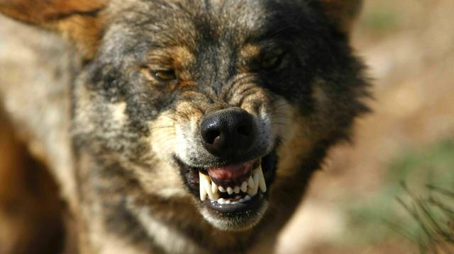 Porträt eines iberischen Wolfes, der die Zähne fletscht