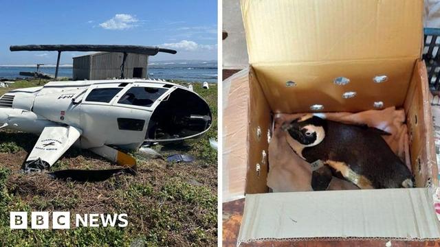 On the left, the image shows a white helicopter that has crashed and on the right, an African penguin in a cardboard box with air holes