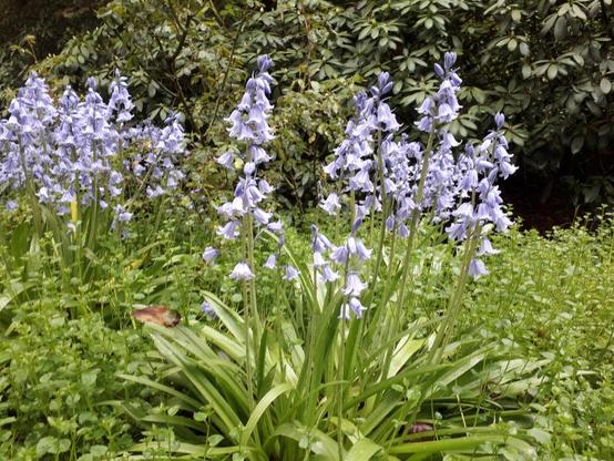 photo of bluebells in full bloom.