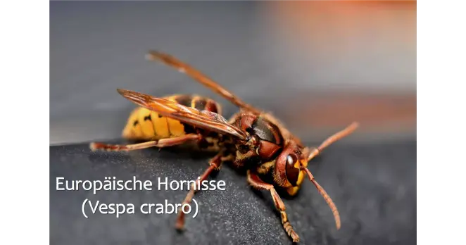 Europäische Hornisse.jpg