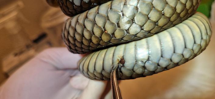 Hunting for deadly snake fungus in Norway and Sweden