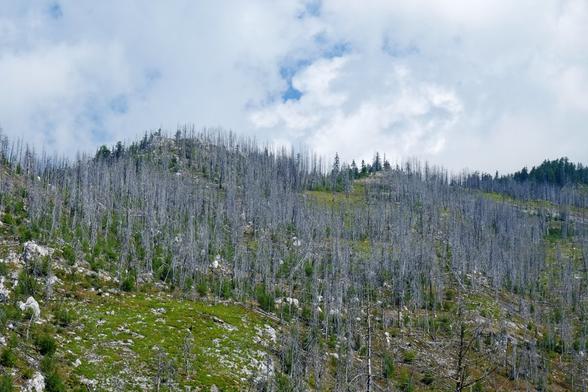 abgestorbener Gebirgswald nach einem Waldbrand
