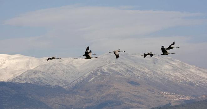 Eine Gruppe Kraniche zieht vor des Kulisse der schneebedeckten Hermon-Gebirges