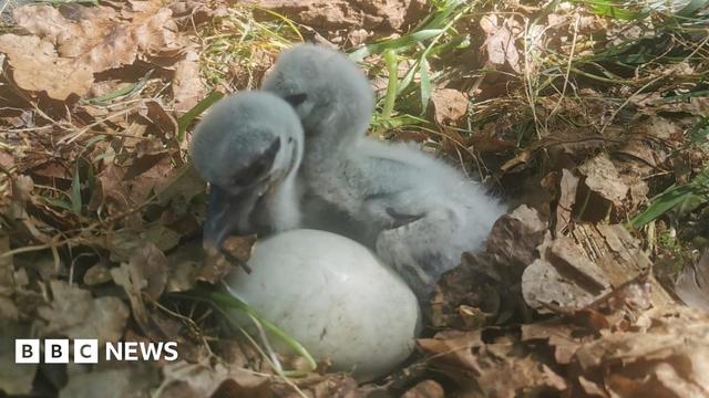 Two stork chicks are resting in a nest next to, what appears to be, an unhatched egg or broken eggshell. The nest is made up of green grass and brown leaves. The chicks' feathers are fluffy and light grey in colour.