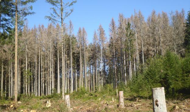 Nach Borkenkäferbefall abgestorbene Fichten