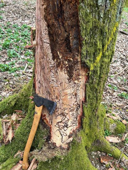 Befall durch Eichenprachtkäfer: freigelegte Larvenfraßgänge im Saarland bei Wadern (Foto: FVA BW/Delb).