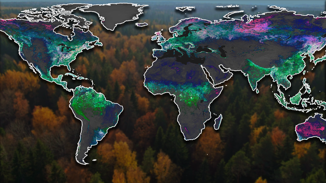 The background of the image is an aerial view of an autumn forest. Overlaying the image is a map of the globe with pinks, greens, and blues showing data of vegetation.