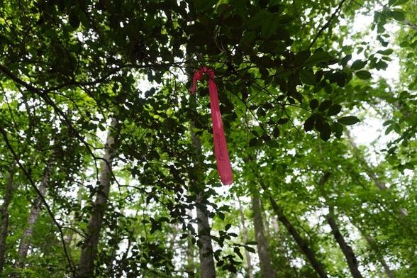 Piece of tape dangles from a tree.