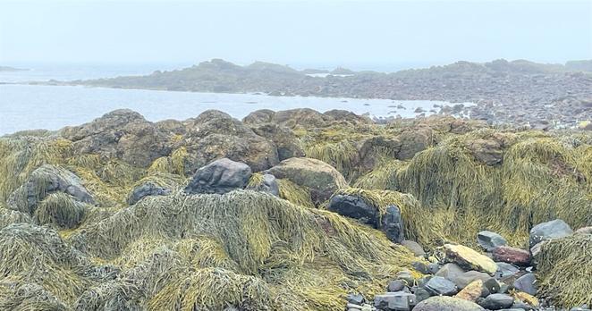  A foggy view of seaweed and rocks at Odiorne Point.