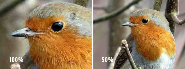 Two images of a robin, side-by-side. The left one shows the image at full scale with heavy JPEG artefacts. The right one shows the image at half scale, with the artefacts less visible. Two images of a robin, side-by-side. The left one shows the image at full scale with heavy JPEG artefacts. The right one shows the image at half scale, with the artefacts less visible.