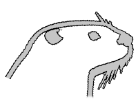 An Otter Wiki Logo
