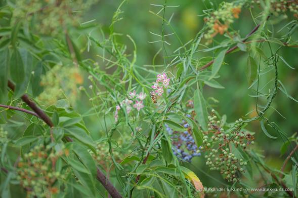 Close-up photo showing a tangle of shrubs and vines, with a small bee nectaring on the flower cluster of a climbing milkweed vine.