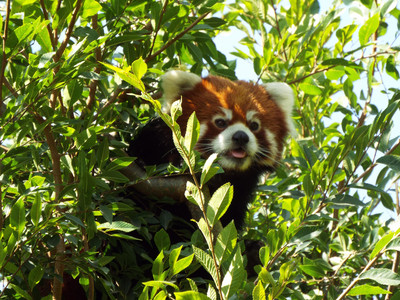 A red panda poking its head through a mass of leaves up in a tree.