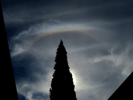 With the sun blocked by a tree, a bright circle and a wider arc wrap around the sun inside a layer of thin clouds.