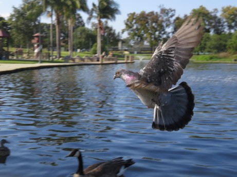 A pigeon with its wings up, flying past a pond with geese swimming in it.