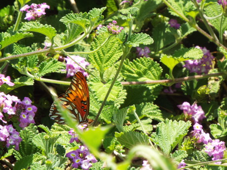 Orange butterfly with thin black stripes and white spots, in among the leaves and purple flowers of a bush.