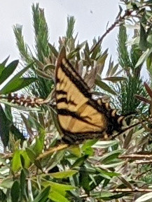 A yellow butterfly with black stripes and borders on its wings.