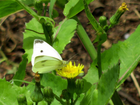A white butterfly with black spots perched on a dandelion.