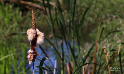 Cattails