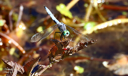 Blue Damselfly
