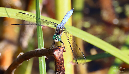 Blue Damselfly