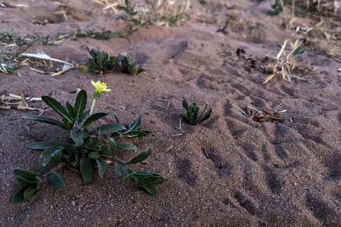A small plant with a yellow flower in sandy soil with bird tracks in it.