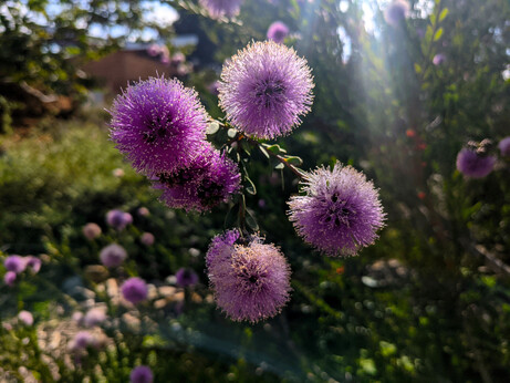 Closeup of a cluster of purple puff-ball flowers against a backdrop of greenery and shafts of sunlight.