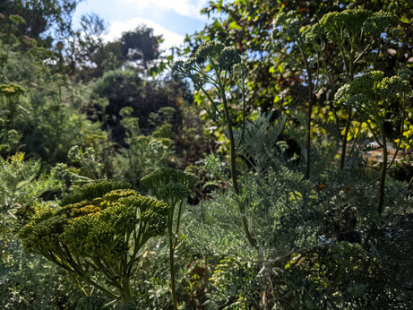 Green flower stalks that look sort of like very flat broccoli, with lighter green lacy leaves, with trees and sky in the background.
