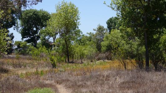 Sparse trees with green leaves above a mostly-dry grassy area.