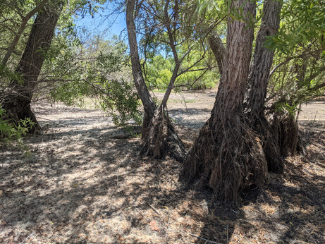 Trees with spreading cones of roots over a dirt area covered in white fluff.