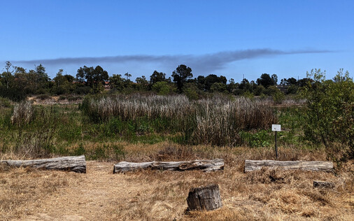 Mix of dry grass, wet grass and leaves, a few logs marking a boundary, and smoke in the distance in an otherwise blue sky.