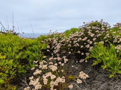 Lacy green leaves and white flowers on a small rise with a gloomy sky and tiny sliver of ocean in the background.