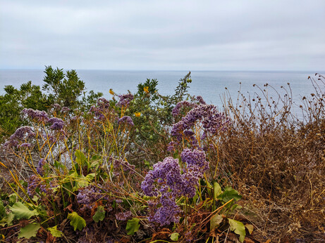 Lacy purple flowers, small yellow ones, broad and narrow green leaves, and brown dried flower stalks with the ocean and a gloomy sky in the distance.